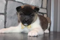 AKC Molly, a female Akita for sale in Massillon, OH – Photo 1 of 9