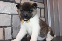 AKC Molly, a female Akita for sale in Massillon, OH – Photo 9 of 9