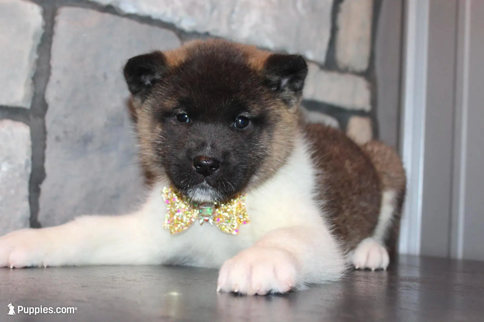 AKC Molly, a female Akita for sale in Massillon, OH – Photo 2 of 9