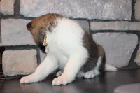 AKC Molly, a female Akita for sale in Massillon, OH – Photo 7 of 9