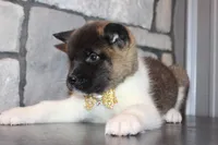 AKC Molly, a female Akita for sale in Massillon, OH – Photo 5 of 9