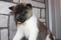 AKC Molly, a female Akita for sale in Massillon, OH – Photo 8 of 9