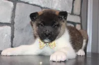 AKC Molly, a female Akita for sale in Massillon, OH – Photo 4 of 9
