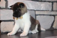 AKC Molly, a female Akita for sale in Massillon, OH – Photo 6 of 9