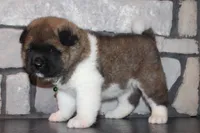 AKC Bear, a male Akita for sale in Massillon, OH – 5 of 10