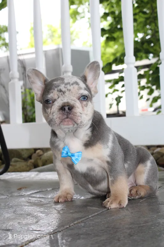 AKC Hank – French Bulldog puppy for sale in Massillon, OH