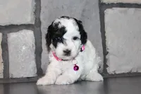 AKC Molly, a female Poodle - Miniature  for sale in Massillon, OH – 4 of 5