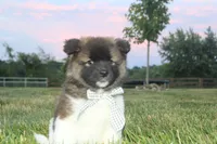 Akc Juno, a female Akita for sale in Massillon, OH – 5 of 8