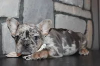 AKC Fifi, a female French Bulldog for sale in Massillon, OH – 5 of 7