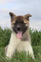 Akc Kuna, a female Akita for sale in Massillon, OH – 4 of 10