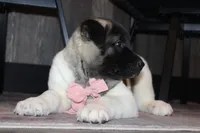 AKC Molly , a female Akita for sale in Massillon, OH – 9 of 9