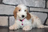 Mini Molly, a male Miniature Goldendoodle for sale in Massillon, OH – 8 of 10