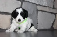 Akc Max, a male Poodle - Miniature  for sale in Massillon, OH – 4 of 5