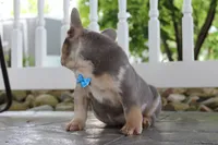 AKC Hank, a male French Bulldog for sale in Massillon, OH – 7 of 8