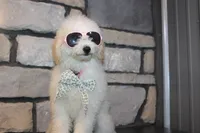 Mini Willow, a male Miniature Goldendoodle for sale in Massillon, OH – 7 of 7