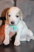 Mini Luna, a female Miniature Goldendoodle for sale in Massillon, OH – 5 of 6