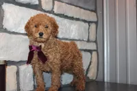 AKC Remi, a female Poodle - Miniature  for sale in Massillon, OH – Photo 2 of 8