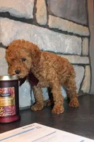 AKC Remi, a female Poodle - Miniature  for sale in Massillon, OH – Photo 7 of 8