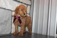 AKC Remi, a female Poodle - Miniature  for sale in Massillon, OH – Photo 8 of 8
