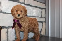 AKC Remi, a female Poodle - Miniature  for sale in Massillon, OH – Photo 3 of 8
