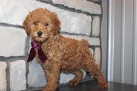 AKC Remi, a female Poodle - Miniature  for sale in Massillon, OH – Photo 4 of 8