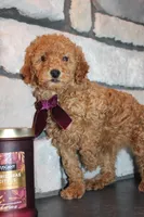 AKC Remi, a female Poodle - Miniature  for sale in Massillon, OH – Photo 6 of 8