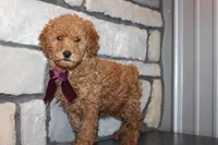 AKC Remi, a female Poodle - Miniature  for sale in Massillon, OH – Photo 1 of 8