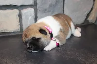 Akc Kuna, a female Akita for sale in Massillon, OH – 9 of 9