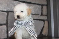Mini Sadie, a female Miniature Goldendoodle for sale in Massillon, OH – 5 of 6