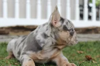 AKC Fifi, a female French Bulldog for sale in Massillon, OH – 3 of 6