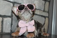 AKC Fifi, a female French Bulldog for sale in Massillon, OH – 3 of 10