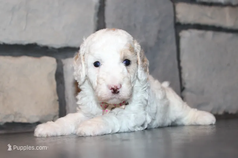 Akc Jenna – Poodle - Miniature  puppy for sale in Massillon, OH
