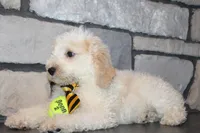Mini Snoopy, a male Miniature Goldendoodle for sale in Massillon, OH – 3 of 9