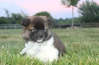 Akc Juno, a female Akita for sale in Massillon, OH – 2 of 8