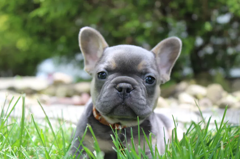 AKC Jack – French Bulldog puppy for sale in Massillon, OH