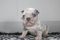 AKC Piper, a female French Bulldog for sale in Massillon, OH – Photo 7 of 9