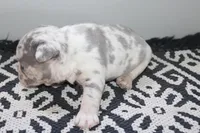 AKC Piper, a female French Bulldog for sale in Massillon, OH – Photo 6 of 9