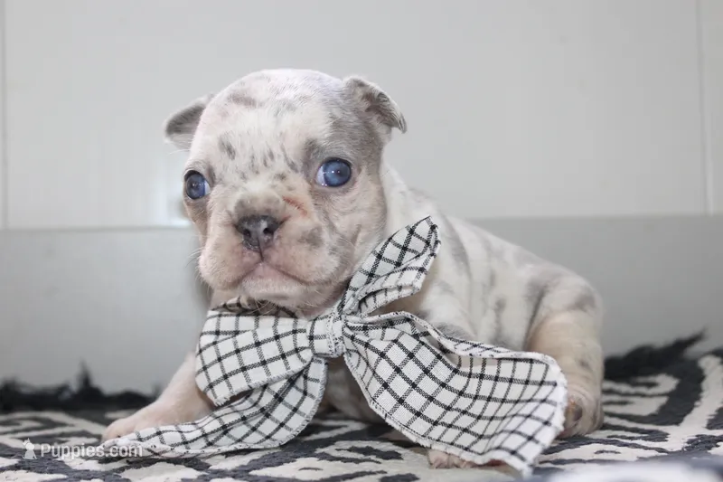 AKC Piper – French Bulldog puppy for sale in Massillon, OH