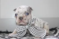 AKC Piper, a female French Bulldog for sale in Massillon, OH – Photo 1 of 9