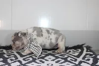 AKC Piper, a female French Bulldog for sale in Massillon, OH – Photo 4 of 9