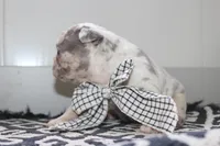 AKC Piper, a female French Bulldog for sale in Massillon, OH – Photo 2 of 9