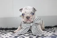 AKC Piper, a female French Bulldog for sale in Massillon, OH – Photo 8 of 9