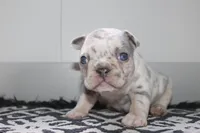 AKC Piper, a female French Bulldog for sale in Massillon, OH – Photo 5 of 9