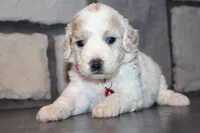 AKC Lucy, a female Miniature Goldendoodle for sale in Massillon, OH – 4 of 10