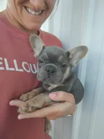 AKC Jack, a male French Bulldog for sale in Massillon, OH – 2 of 9