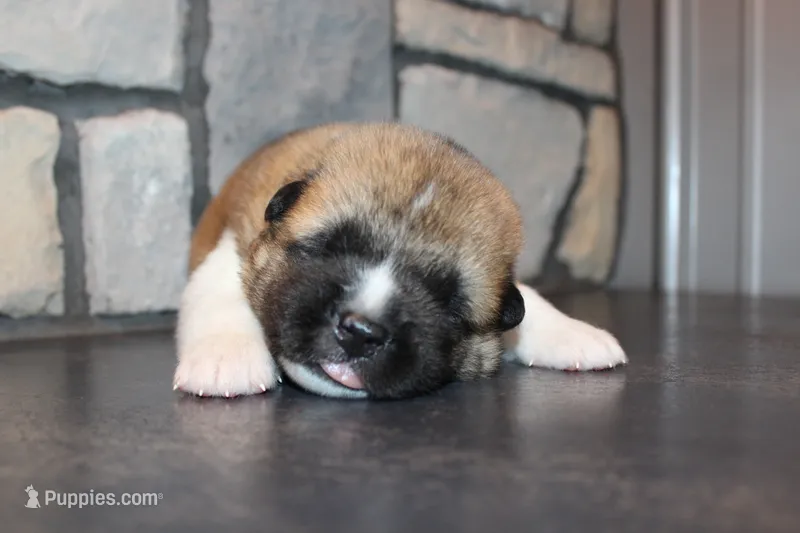 AKC Bear – Akita puppy for sale in Massillon, OH