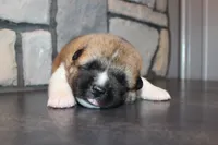 AKC Bear, a male Akita for sale in Massillon, OH – 1 of 6