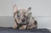 AKC Cooper, a male French Bulldog for sale in Massillon, OH – 5 of 9