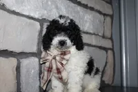 Mini Lexi, a female Miniature Goldendoodle for sale in Massillon, OH – 10 of 10