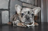 AKC Fifi, a female French Bulldog for sale in Massillon, OH – 2 of 7